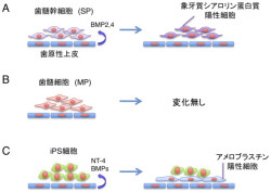 東北大ら 歯の再生につながるips細胞から エナメル芽細胞 の誘導に成功 Tech