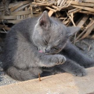 震災にも負けず - 猫が神様の島、宮城県田代島