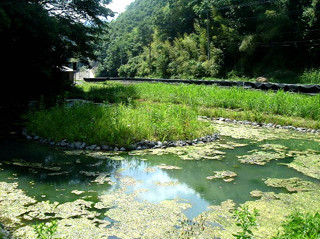 東日本最大規模のホタル観賞スポット、山梨県一色地区で祭り