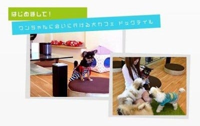 かわいいワンちゃんと遊べる 大阪で新感覚の犬カフェがオープン マイナビニュース