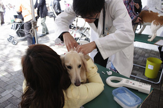 「Pet博」で「マイクロチップ無償装着会」と「保護犬譲渡会」を同時開催
