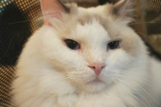 真っ白でモフモフの超巨大猫ラグドールに会ってきた 猫カフェキャテリアム マイナビニュース