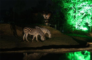 幻想的にライトアップされた夜の動物公園を楽しもう -八木山動物公園