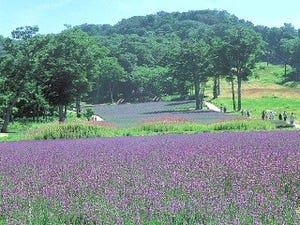 15種類、5万株と関東最大。群馬県のたんばらラベンダーパークがフルオープン