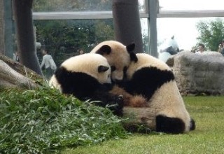 行ってよかった動物園&水族館 1位は8頭のパンダがいる動物園と沖縄美ら海水族館