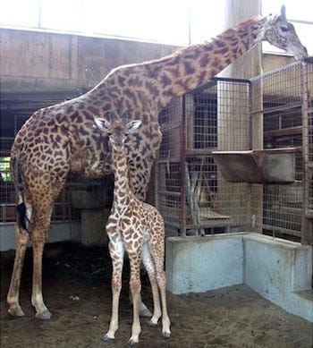 マサイキリンの赤ちゃんの愛称を募集 宮崎市フェニックス自然動物園 マイナビニュース
