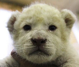 「ホワイトライオンの赤ちゃん」の名前大募集! - 伊豆アニマルキングダム