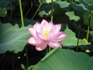 神奈川県小田原城跡公園ハスの花鑑賞のため郷土文化館のバルコニー開放