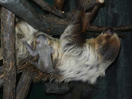 フタユビナマケモノの赤ちゃんが生まれました 名古屋 東山動植物園 マイナビニュース