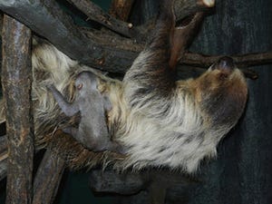 フタユビナマケモノの赤ちゃんが生まれました! -名古屋・東山動植物園