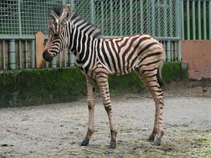 シマウマの赤ちゃん、すくすく元気に成長中です -鹿児島・平川動物公園