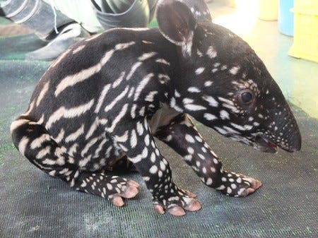 東武動物公園でマレーバクの赤ちゃん ヒコ が誕生 マイナビニュース