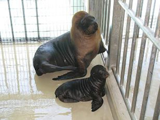 オタリアの赤ちゃんが誕生しました!  -兵庫・姫路市立動物園