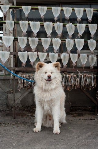 青森まで あのブサかわいい秋田犬 わさお に会いに行こう マイナビニュース