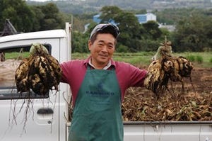 鹿児島県で芋焼酎の原料となるサツマイモ「コガネセンガン」の芋ほり体験！