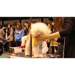 東日本大震災チャリティーイベント「トリミング・家庭犬訓練競技会」を開催