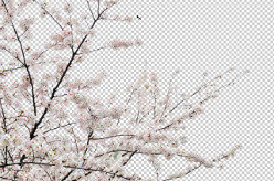 いま注目のweb表現 パララックス をlive For Weblife で試してみる 2 連なる山を背景に桜の木がスライドする マイナビニュース