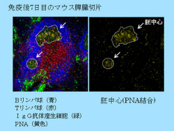 理研 2種類の 記憶bリンパ球 がtリンパ球の助けで産生されることを解明 Tech