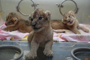 ライオンの赤ちゃん3頭の一般公開が決定 -熊本市動植物園