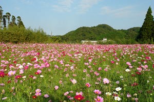 千葉県勝浦市で、約50万本のコスモスが咲き誇る「コスモスフェスタ」開催