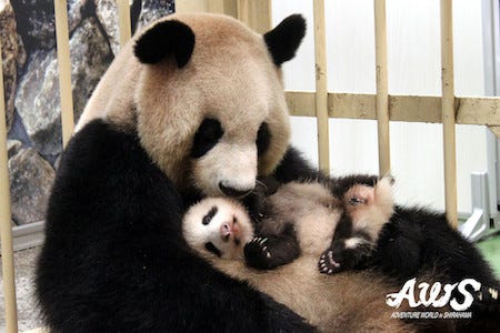パンダの赤ちゃんが生後2カ月を迎えたよ 和歌山 アドベンチャーワールド マイナビニュース