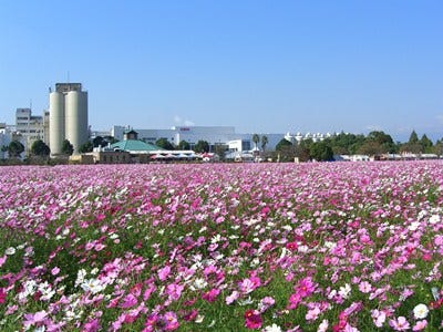 福岡県朝倉市のキリンビール福岡工場にコスモスが咲く季節が到来 マイナビニュース