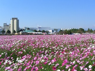 福岡県朝倉市のキリンビール福岡工場にコスモスが咲く季節が到来