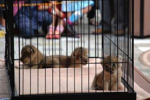 熊本県・熊本市動植物園、ライオンの赤ちゃんの公開スケジュールが決定