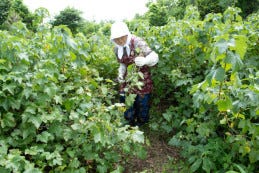 青森県はカシス生産量日本一 ということで 生産農家を訪れました マイナビニュース