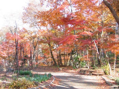 静岡県御殿場市 絶好の紅葉狩りシーズンに 紅葉の東山路を歩く を開催 マイナビニュース