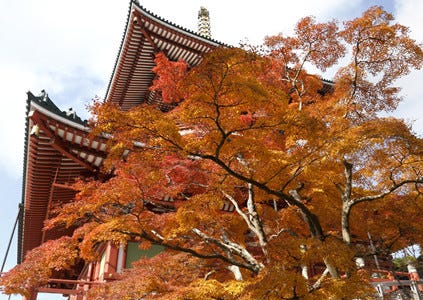 千葉県成田市 紅葉の成田山公園でお茶会や演奏会など 紅葉まつり 開催 マイナビニュース