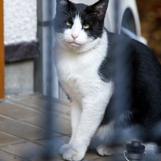 東京都台東区にある猫だらけの街 谷中ぶらり散歩レポート マイナビニュース