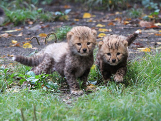 東京都・多摩動物公園で、希少な「キングチーター」の赤ちゃん誕生