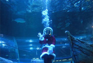 東京都 しながわ水族館で 水中ショーなどクリスマスイベントが開催 マイナビニュース