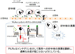 阪大など 過剰な炎症反応を抑えるタンパク質とその仕組みを白血球に発見 Tech