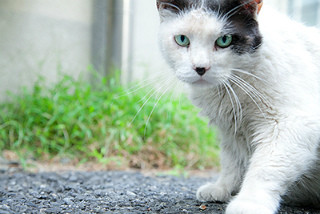 東京都・銀座で猫だらけのぶらり旅レポート