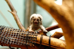 石川県・いしかわ動物園で、ワタボウシタマリン&アミメキリンの赤ちゃん誕生