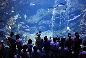 京都府民がこぞって勧める「京都水族館」は、学びながら遊べるらしい