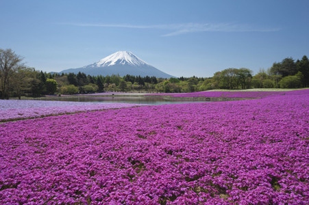 山梨県 本栖で80万株の芝桜と富士山の競演 13富士芝桜まつり 開催決定 マイナビニュース