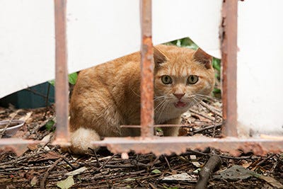 東京都 高円寺で猫いっぱいのぶらり散歩レポート マイナビニュース