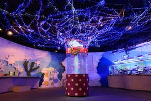 千葉県・鴨川シーワールドで、クリスマスデコレーションのクラゲ水槽展示中
