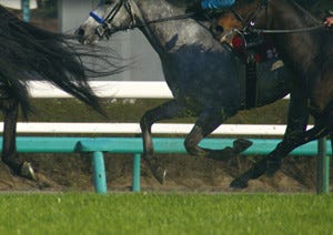 競馬好きの夢 競走馬 を走らせる際の コスト や 獲得賞金 の内訳は マイナビニュース