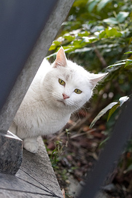 東京都 浅草で猫だらけのぶらり散歩レポート マイナビニュース