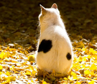 東京都・池袋で猫いっぱいのぶらり散歩レポート