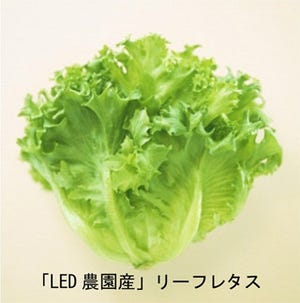 東京都・玉川大学などがLEDの光で栽培した未来のレタスが発売開始