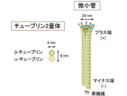 理研 微小管 の先端に新しい構造領域とその機能を発見 Tech