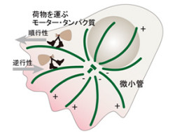 理研 微小管 の先端に新しい構造領域とその機能を発見 Tech