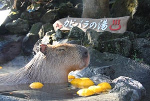 静岡県・伊豆シャボテン公園で、「カピバラのゆず湯」開催