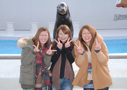 千葉県 鴨川シーワールドで 笑うアシカと初笑いコンテスト 開催 マイナビニュース