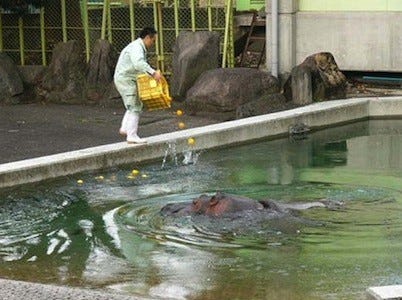 熊本県 熊本市動植物園で ゾウにカボチャをプレゼントする冬至イベント開催 マイナビニュース